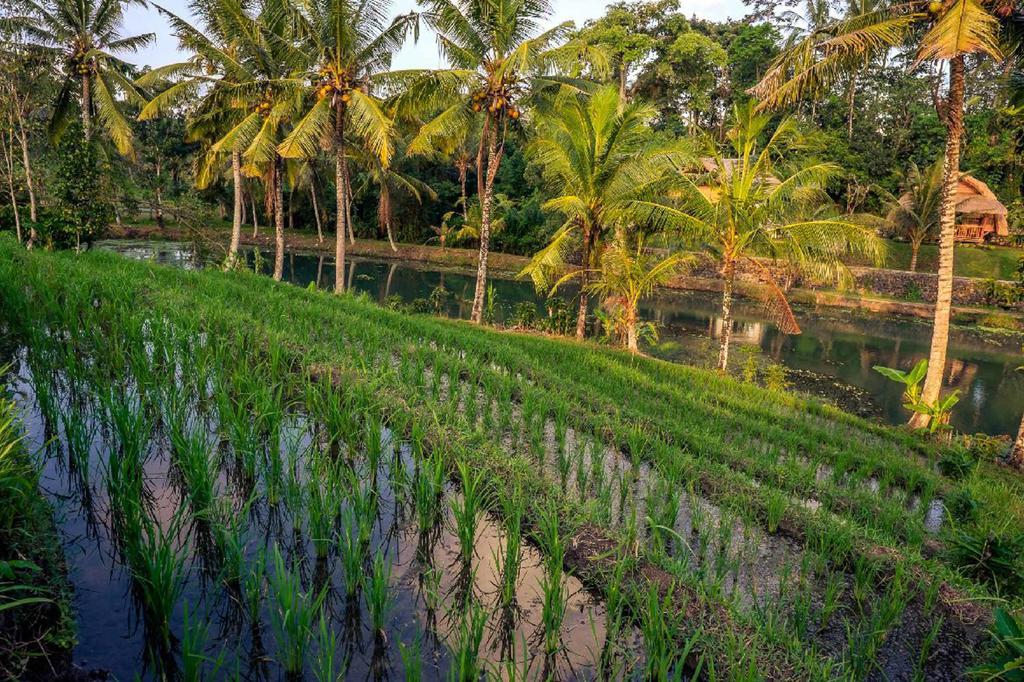 Alam Taman Villa Selemadeg Esterno foto